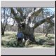Falls Creek - Chris and Tree.jpg